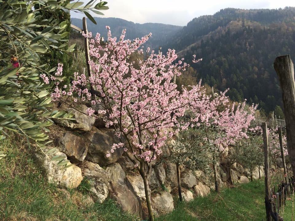 Biohof Niedereben Villa Rablà Dış mekan fotoğraf
