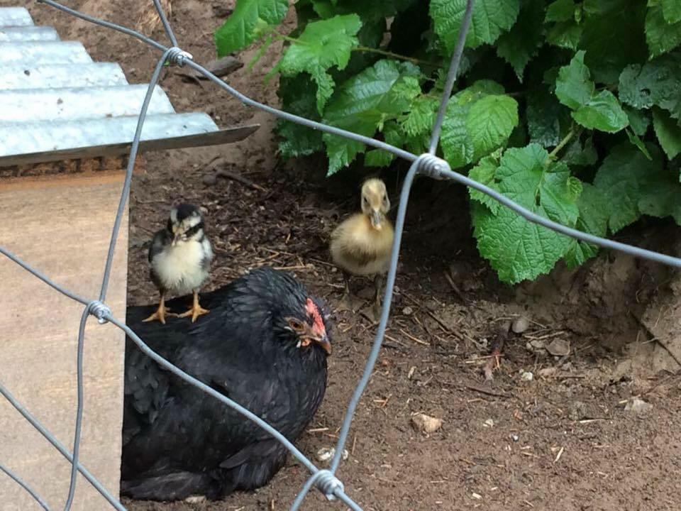 Biohof Niedereben Villa Rablà Dış mekan fotoğraf